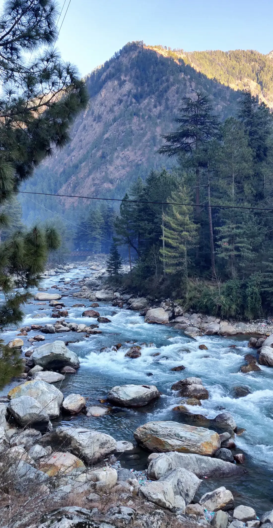 Clear river running over rocks through a pine forest