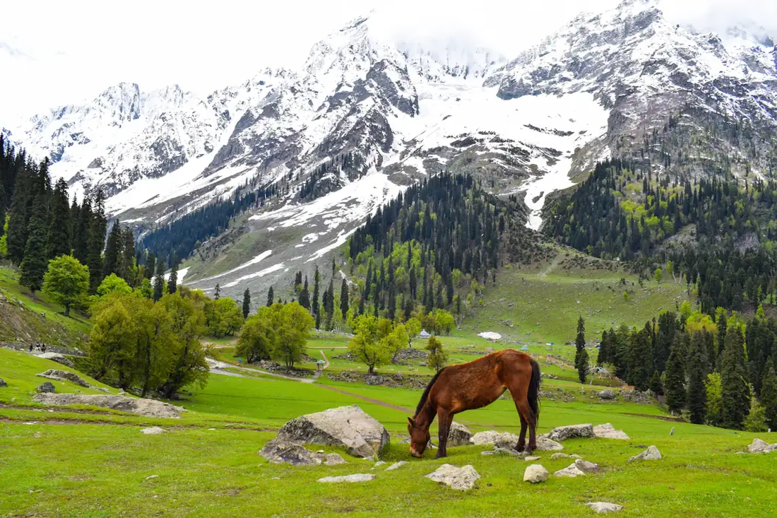 Green meadow below snow mountains in Kashmir
